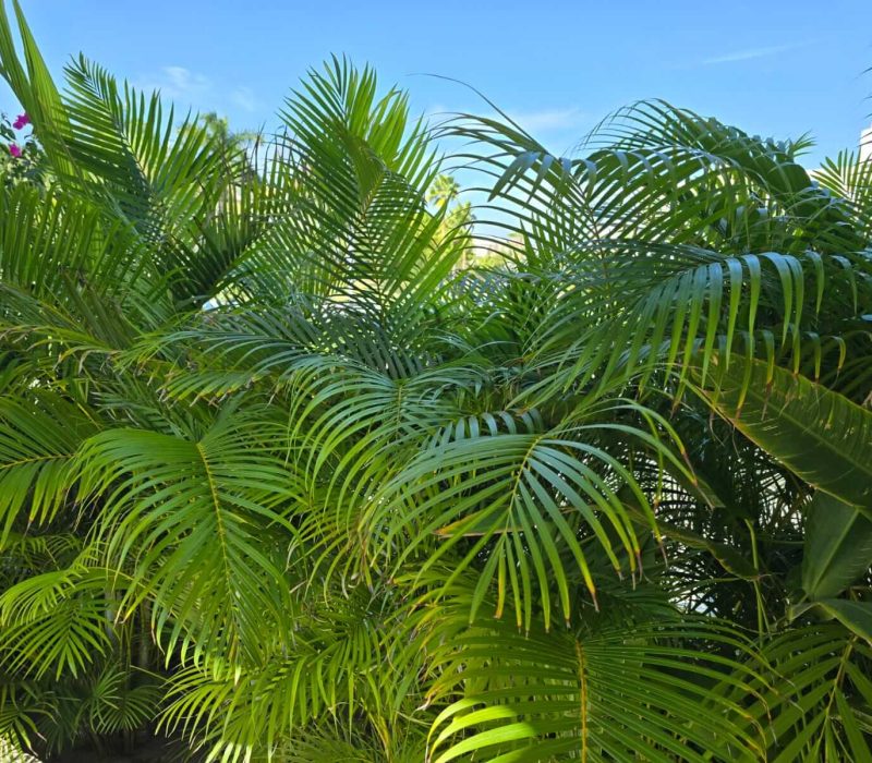 JARDÍN 19-5
